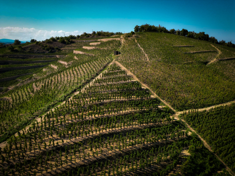 Your Late Winter Mixed Six: Crozes-Hermitage, Burgundy, Gaillac, & Médoc